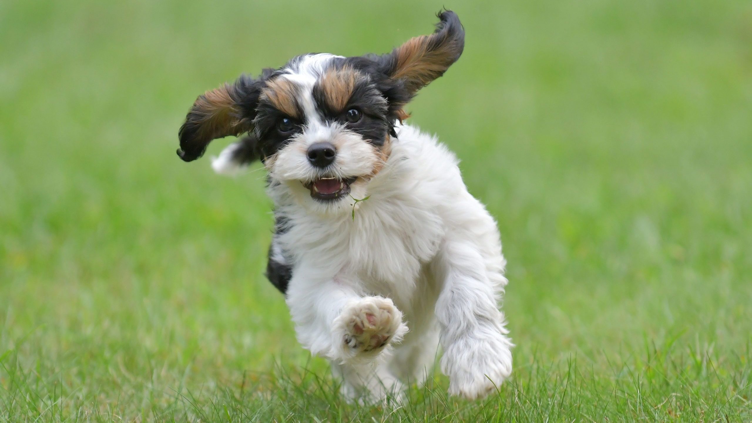 Adorable,Cavalier,King,Charles,Spaniel,Puppy,Playing,In,The,Park